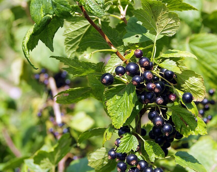 Ribes nigrum – warum nur drei Tage?